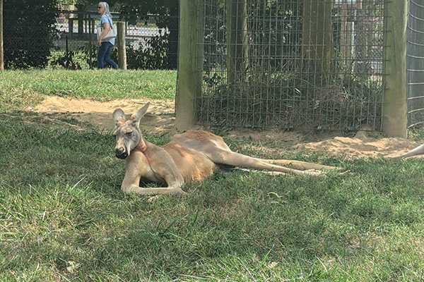 Virginia Safari Park