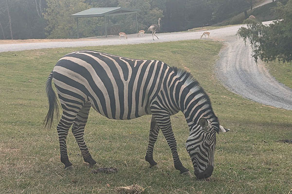 Virginia Safari Park