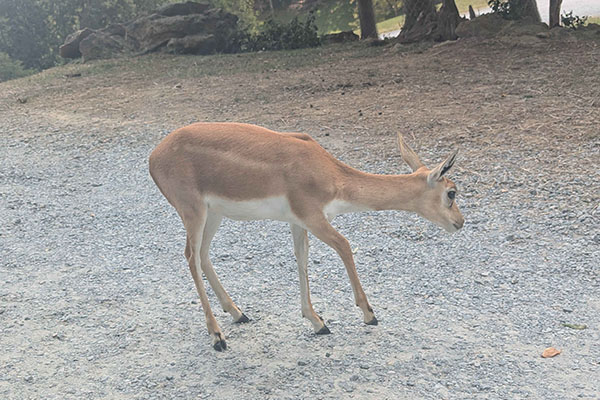 Virginia Safari Park